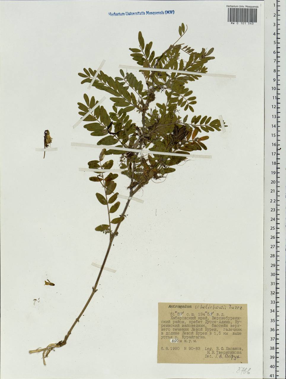Astragalus schelichowii Turcz., Siberia, Russian Far East (S6) (Russia)