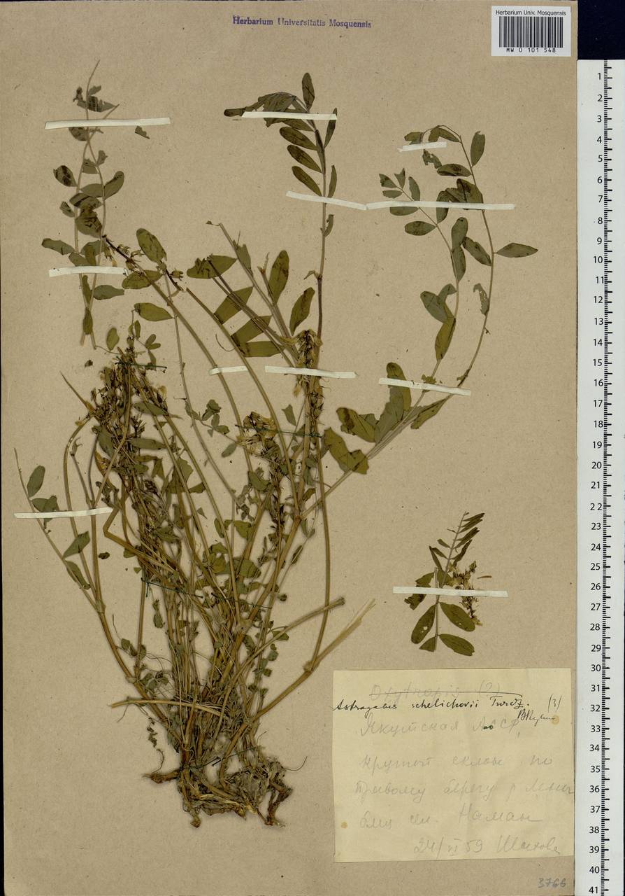 Astragalus schelichowii Turcz., Siberia, Yakutia (S5) (Russia)