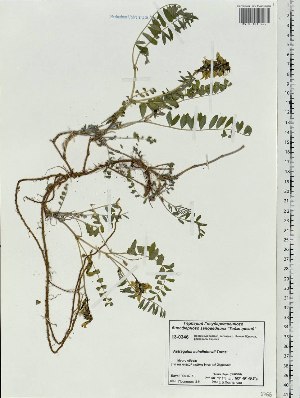 Astragalus schelichowii Turcz., Siberia, Central Siberia (S3) (Russia)