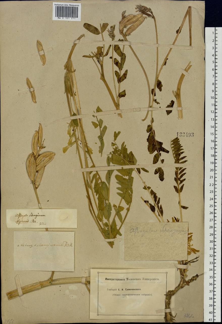 Astragalus schanginianus Pall., Siberia, Altai & Sayany Mountains (S2) (Russia)