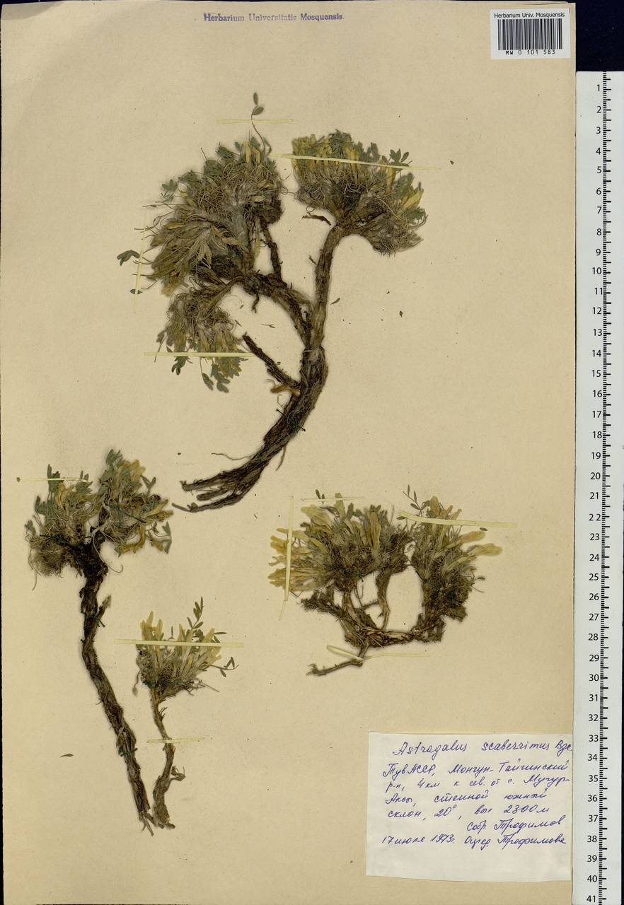 Astragalus scaberrimus Bunge, Siberia, Altai & Sayany Mountains (S2) (Russia)