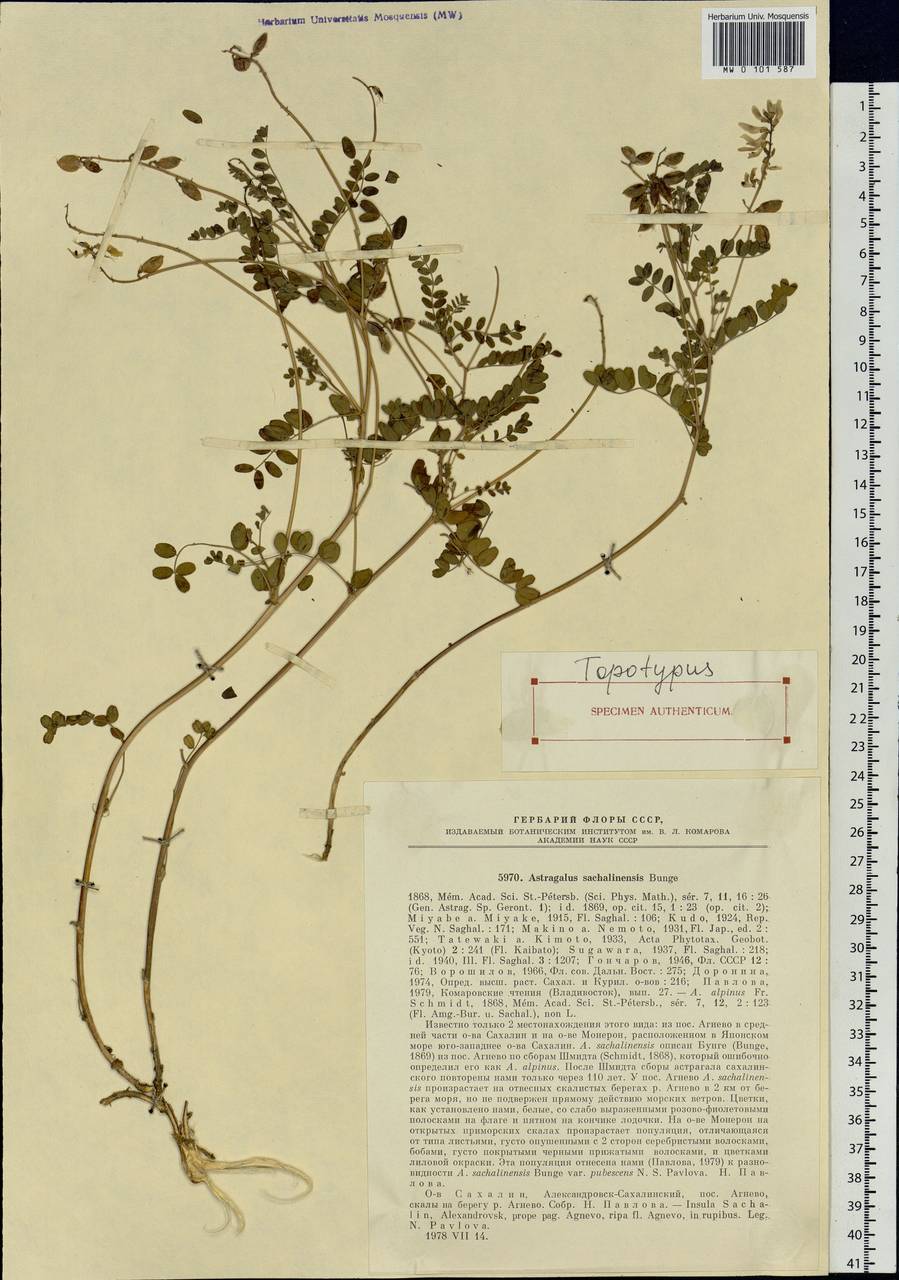 Astragalus sachalinensis Bunge, Siberia, Russian Far East (S6) (Russia)