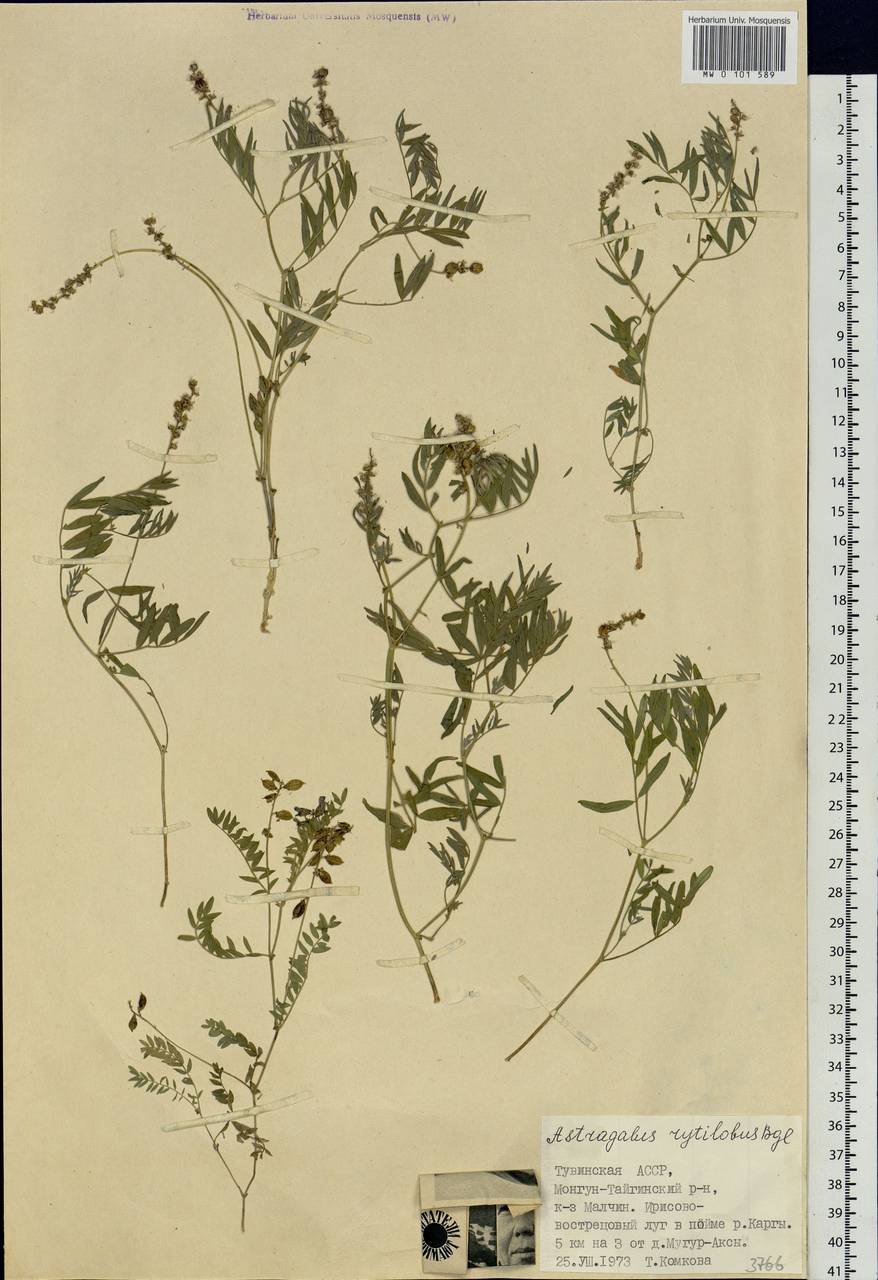 Astragalus filicaulis Kar. & Kir., Siberia, Altai & Sayany Mountains (S2) (Russia)