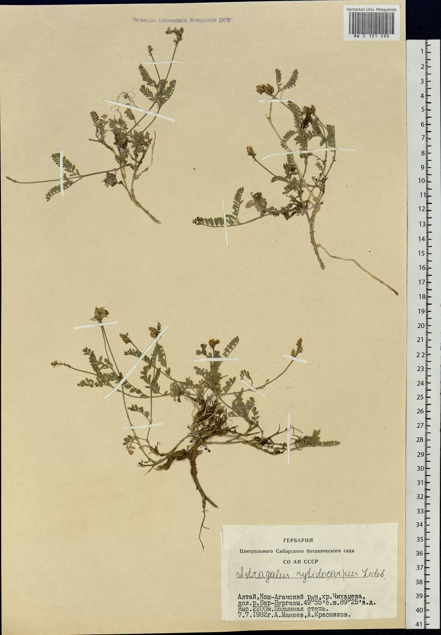 Astragalus rytidocarpus Ledeb., Siberia, Altai & Sayany Mountains (S2) (Russia)
