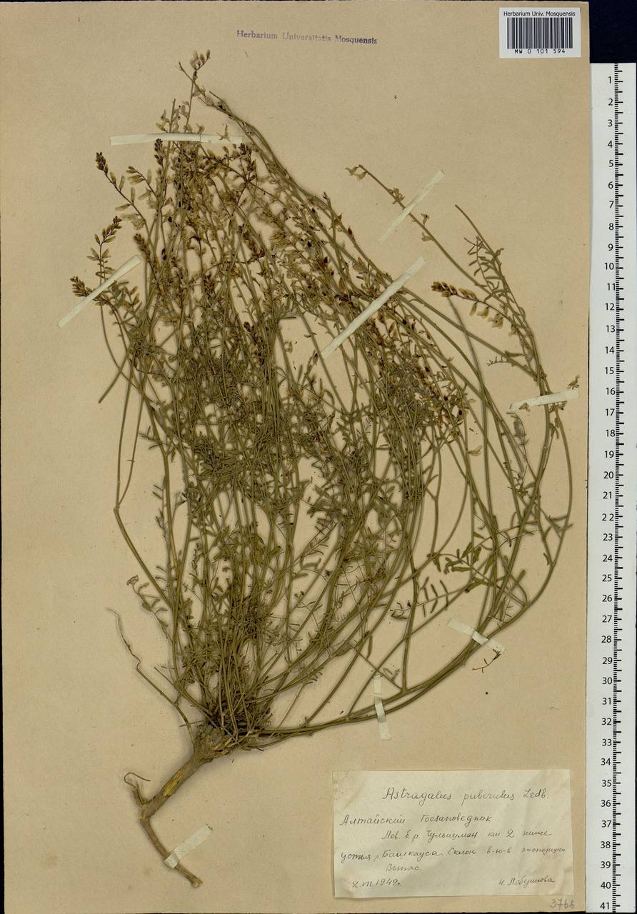 Astragalus puberulus Ledeb., Siberia, Altai & Sayany Mountains (S2) (Russia)