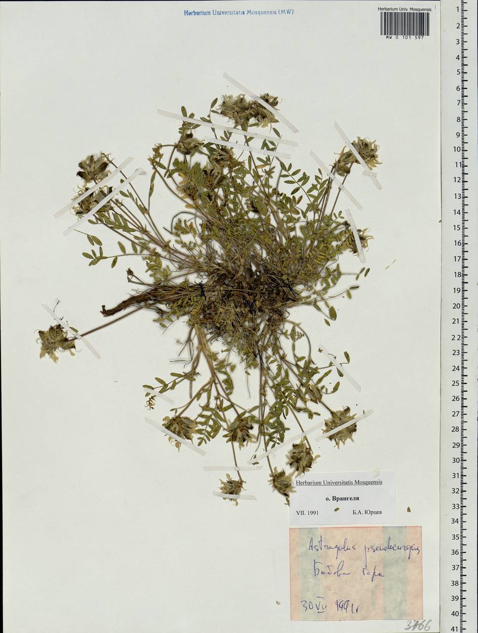 Astragalus pseudoadsurgens Jurtzev, Siberia, Chukotka & Kamchatka (S7) (Russia)