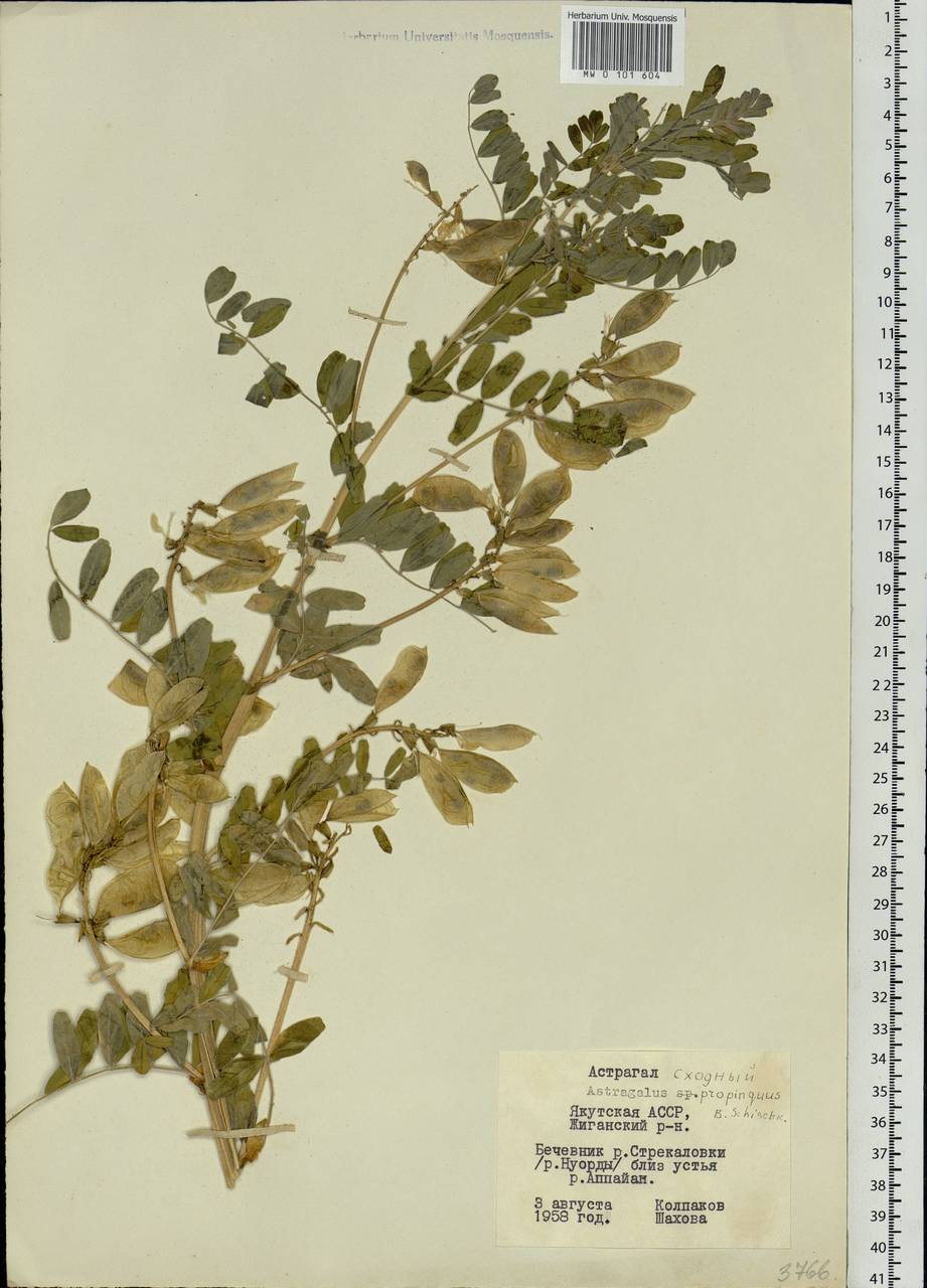 Astragalus mongholicus Bunge, Siberia, Yakutia (S5) (Russia)