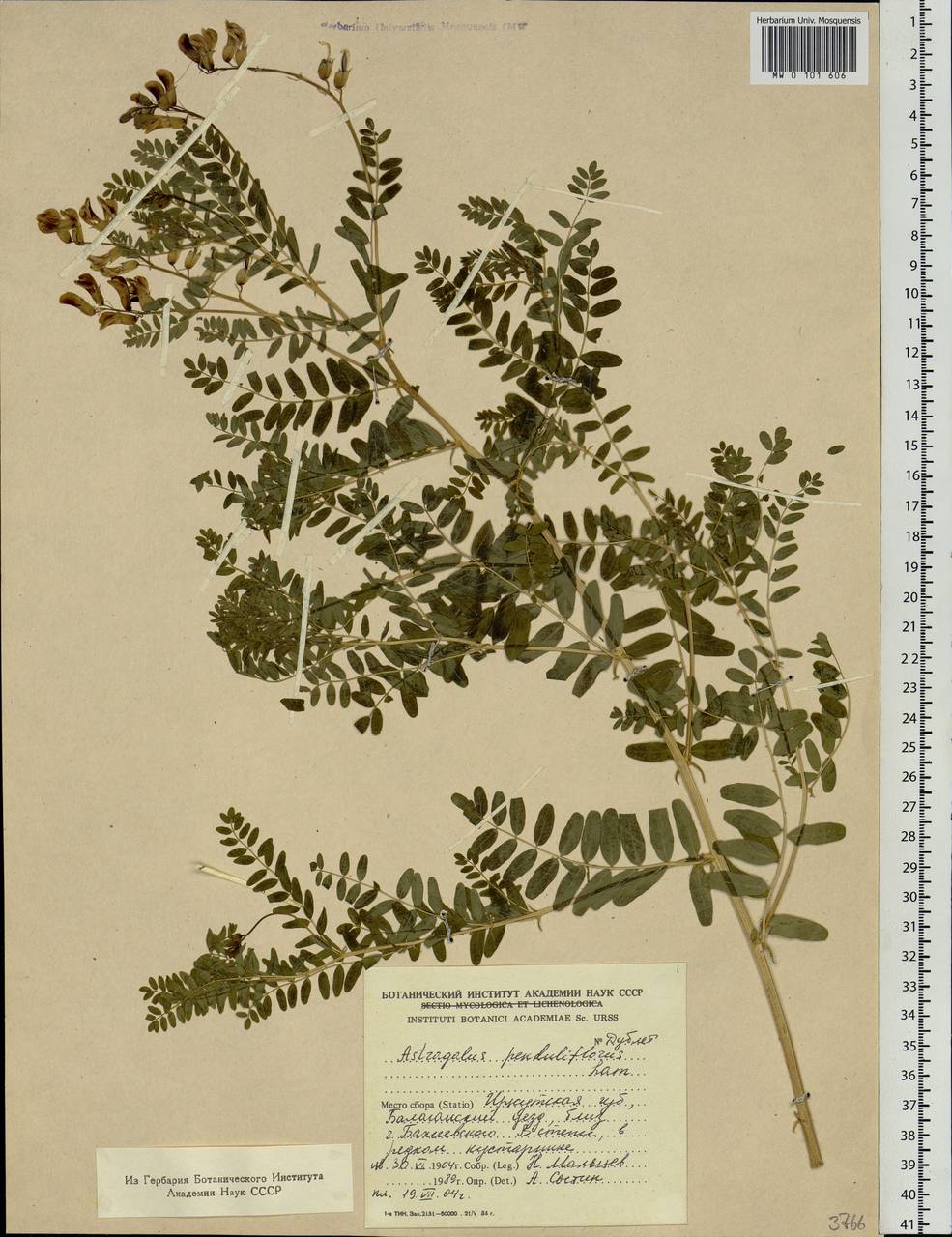 Astragalus mongholicus Bunge, Siberia, Baikal & Transbaikal region (S4) (Russia)