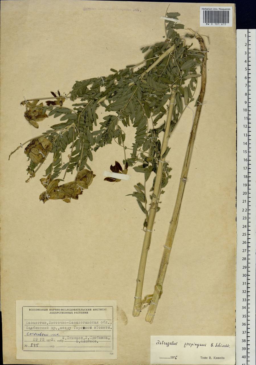 Astragalus mongholicus Bunge, Siberia, Western (Kazakhstan) Altai Mountains (S2a) (Kazakhstan)