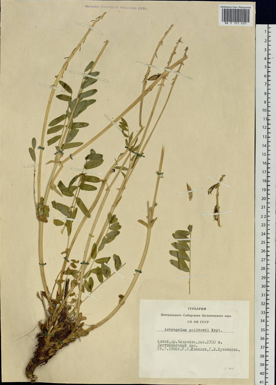 Astragalus politovii Krylov, Siberia, Altai & Sayany Mountains (S2) (Russia)