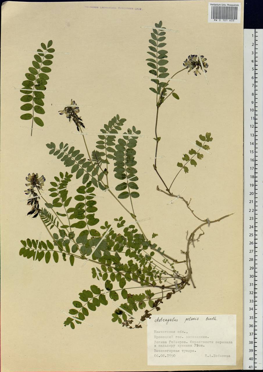 Astragalus polaris Benth., Siberia, Chukotka & Kamchatka (S7) (Russia)