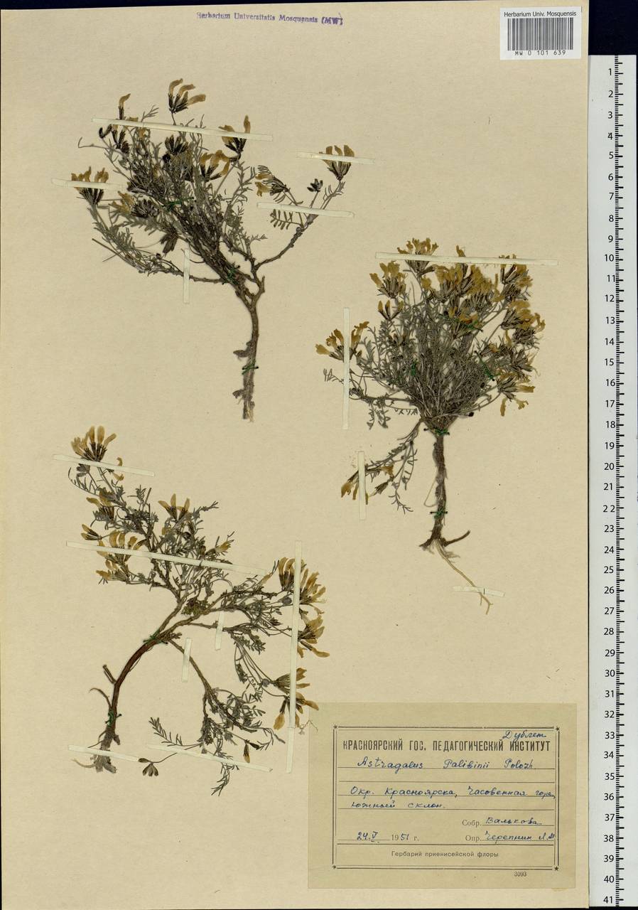 Astragalus palibinii Polozhii, Siberia, Central Siberia (S3) (Russia)