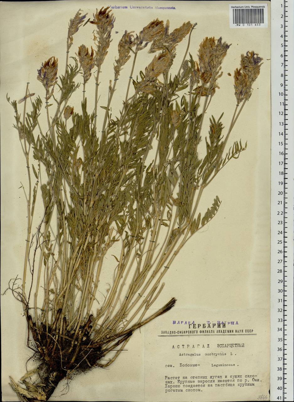 Astragalus onobrychis L., Siberia, Western Siberia (S1) (Russia)