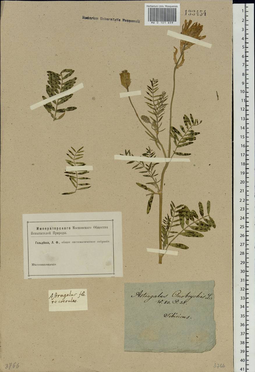 Astragalus onobrychis L., Siberia (no precise locality) (S0) (Russia)