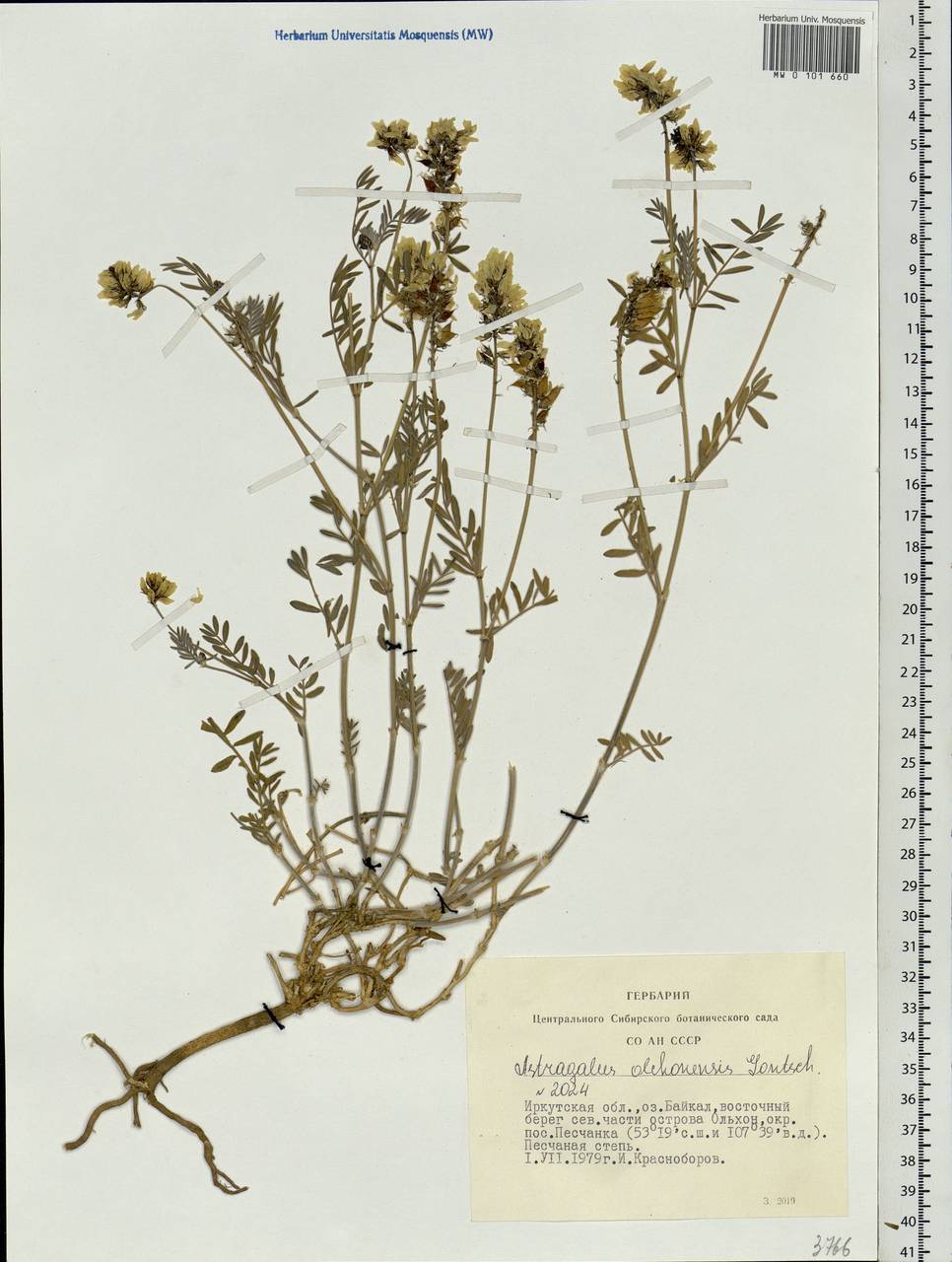 Astragalus olchonensis Gontsch., Siberia, Baikal & Transbaikal region (S4) (Russia)