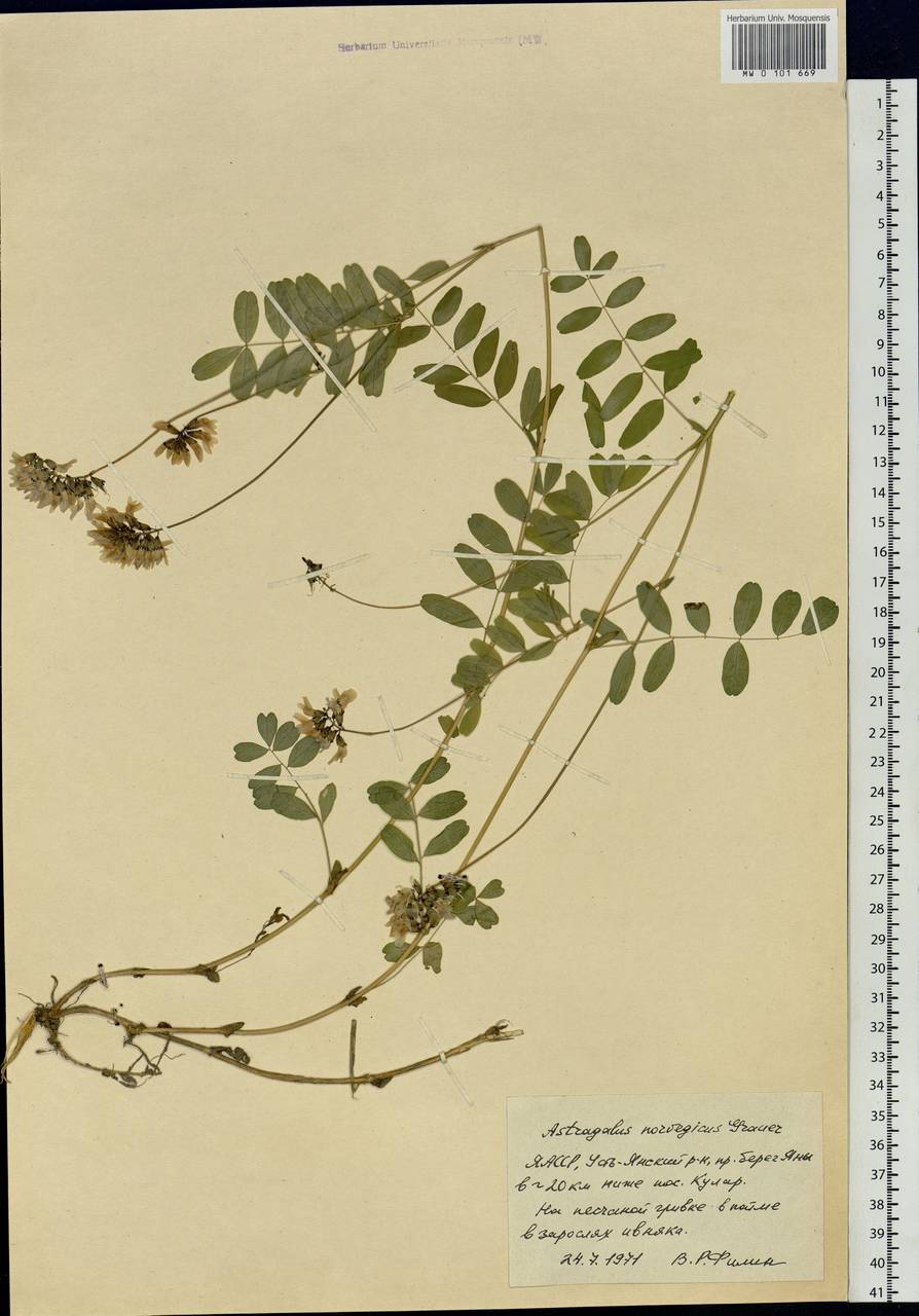 Astragalus norvegicus Grauer, Siberia, Yakutia (S5) (Russia)
