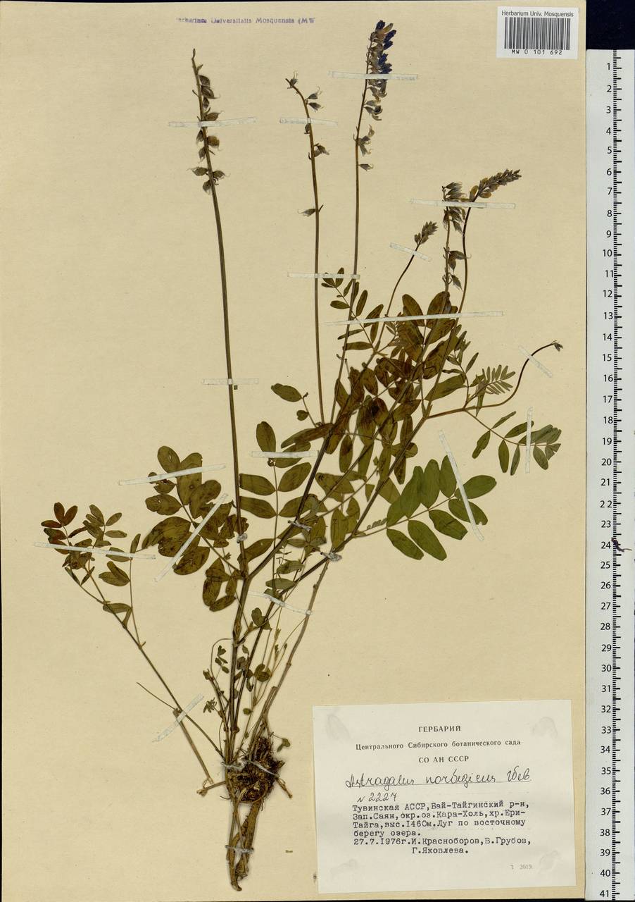 Astragalus norvegicus Grauer, Siberia, Altai & Sayany Mountains (S2) (Russia)
