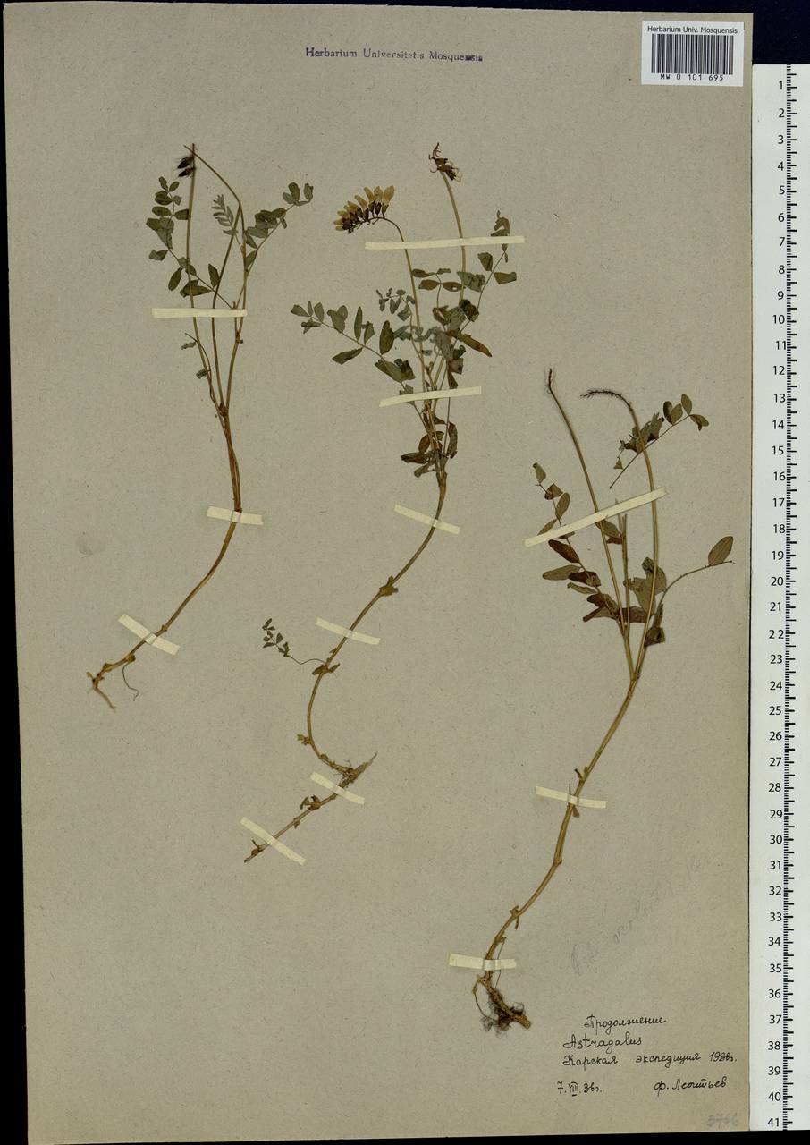 Astragalus norvegicus Weber, Siberia, Western Siberia (S1) (Russia)