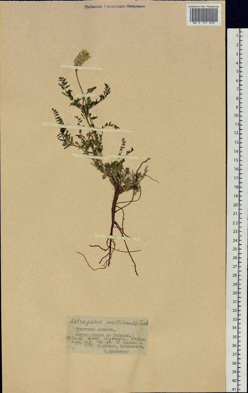 Astragalus macropterus DC., Siberia, Baikal & Transbaikal region (S4) (Russia)