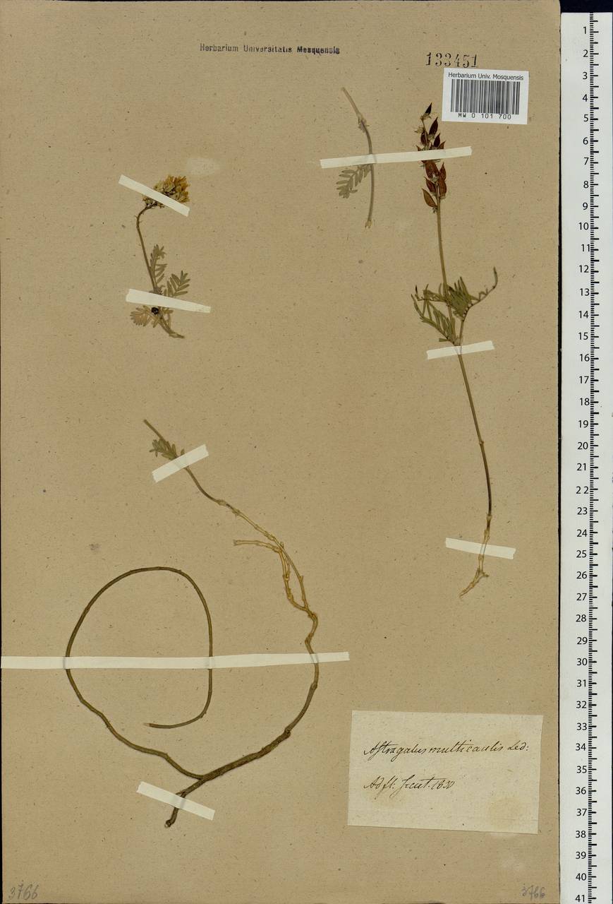 Astragalus macropterus DC., Siberia, Baikal & Transbaikal region (S4) (Russia)
