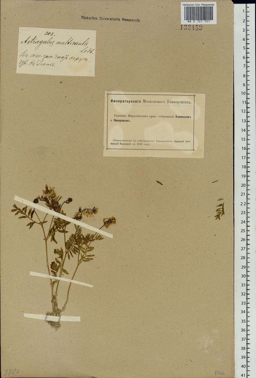 Astragalus macropterus DC., Siberia, Altai & Sayany Mountains (S2) (Russia)
