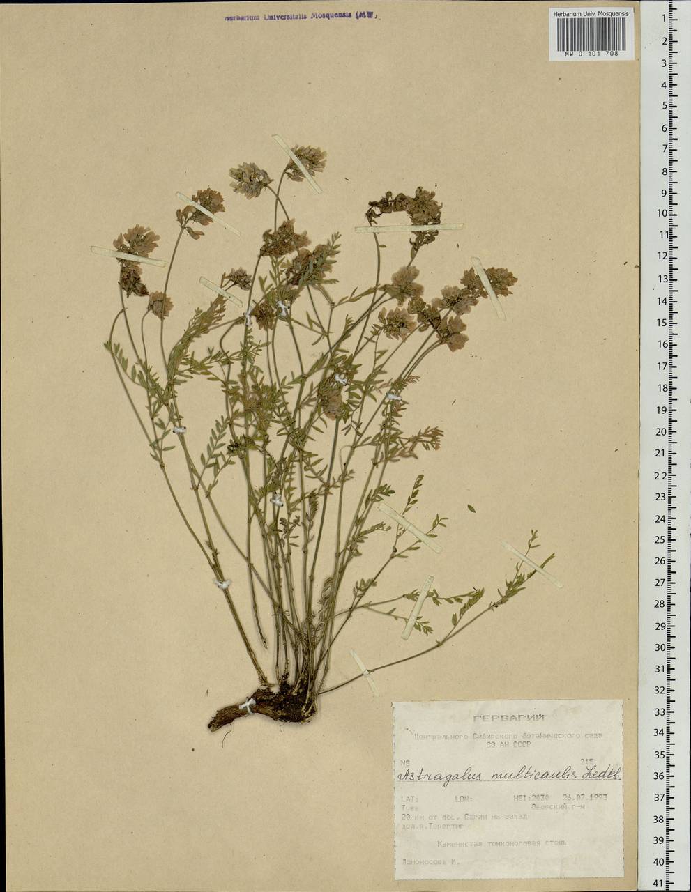 Astragalus macropterus DC., Siberia, Altai & Sayany Mountains (S2) (Russia)