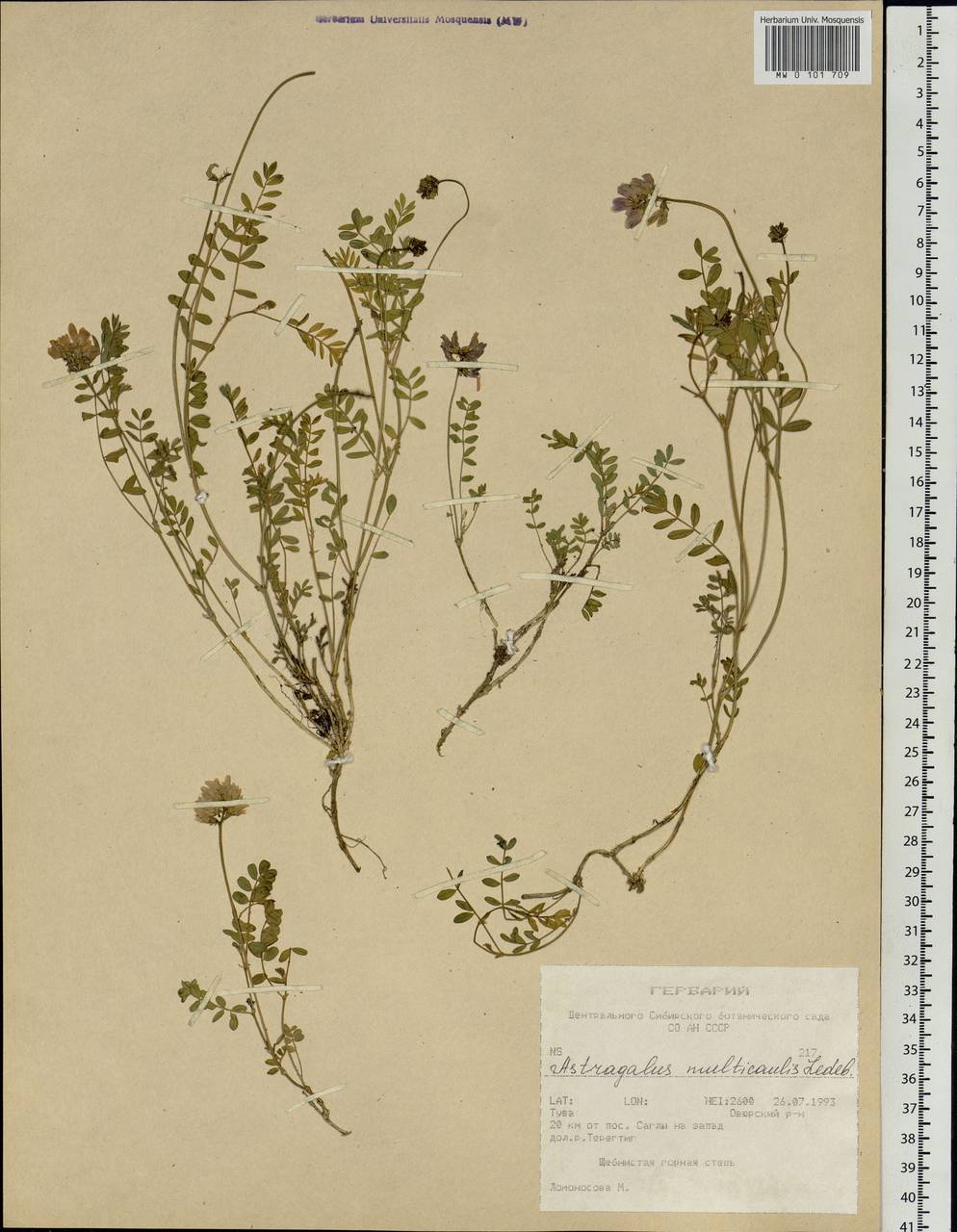Astragalus macropterus DC., Siberia, Altai & Sayany Mountains (S2) (Russia)