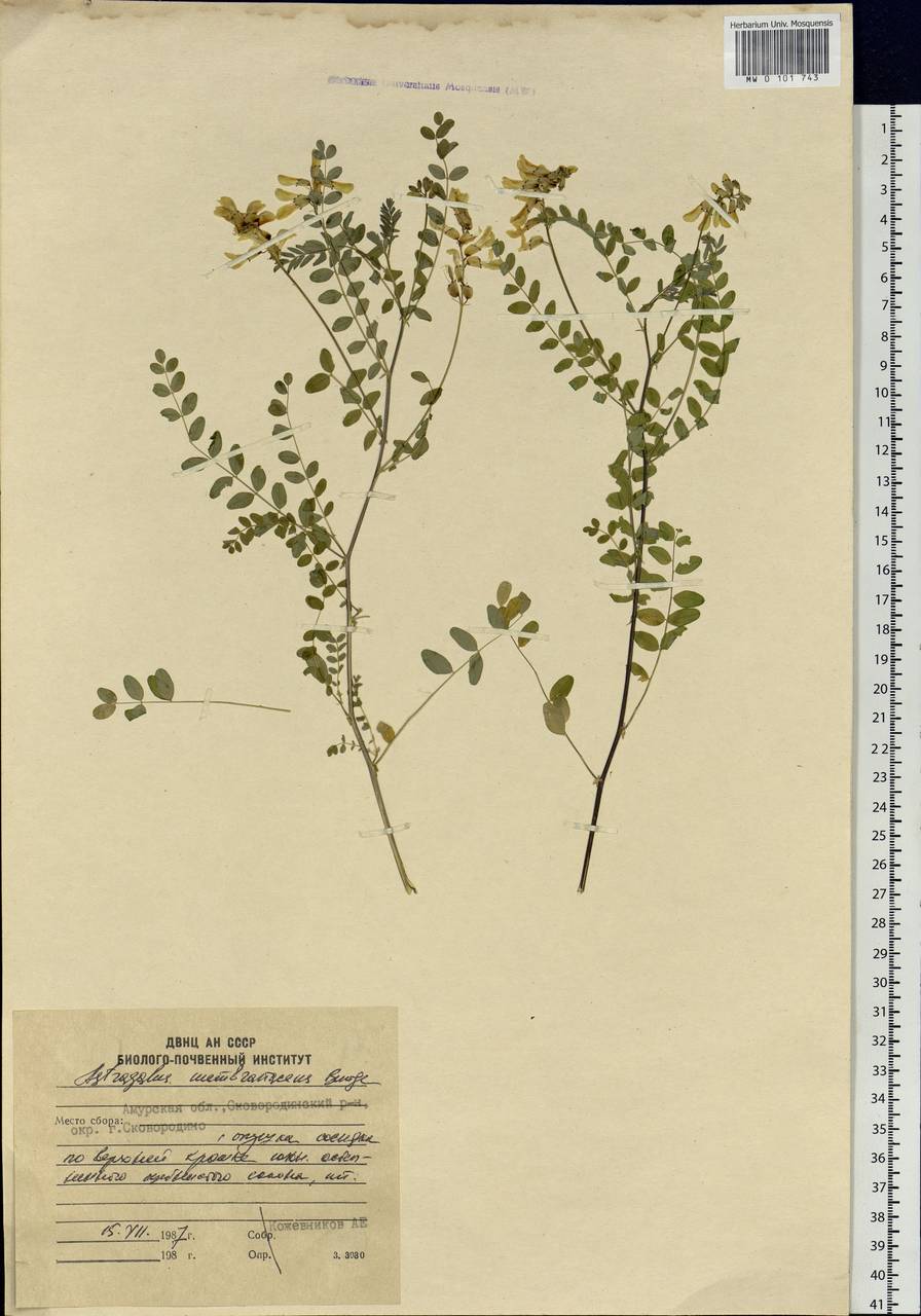 Astragalus mongholicus Bunge, Siberia, Russian Far East (S6) (Russia)
