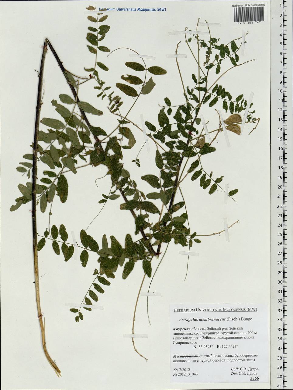 Astragalus mongholicus Bunge, Siberia, Russian Far East (S6) (Russia)