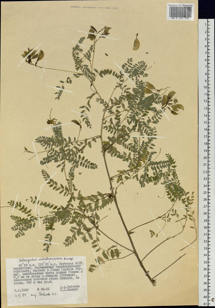 Astragalus mongholicus Bunge, Siberia, Yakutia (S5) (Russia)