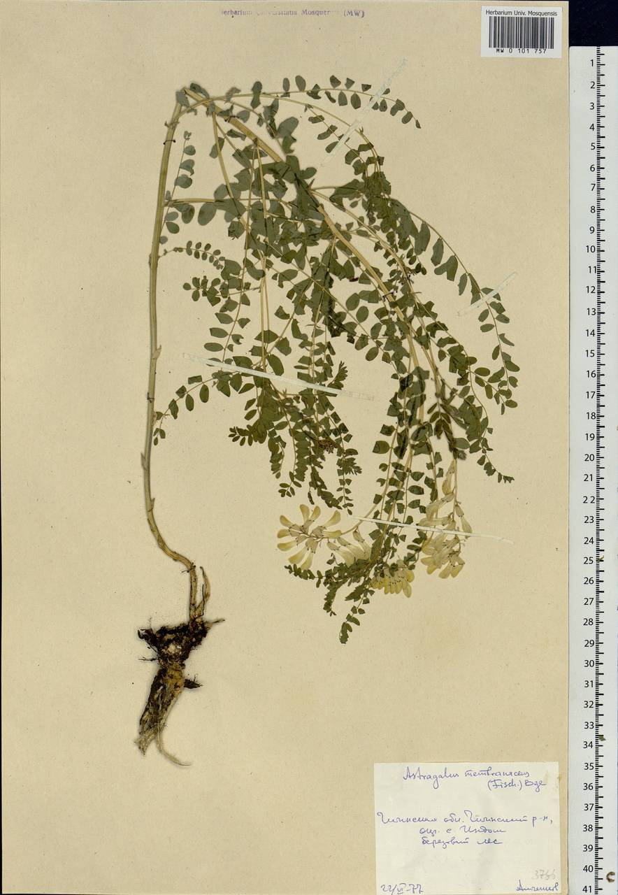 Astragalus mongholicus Bunge, Siberia, Baikal & Transbaikal region (S4) (Russia)