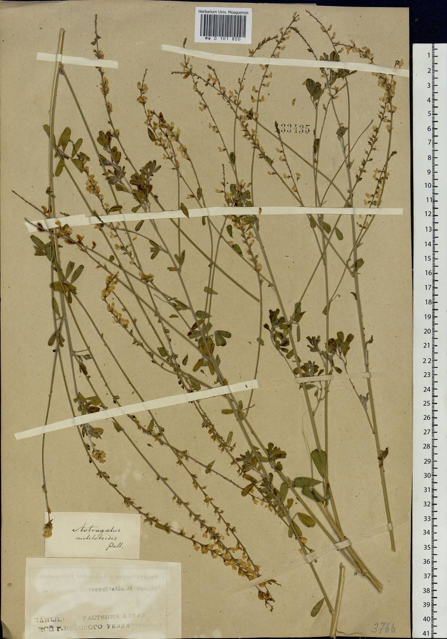 Astragalus melilotoides Pall., Siberia, Altai & Sayany Mountains (S2) (Russia)