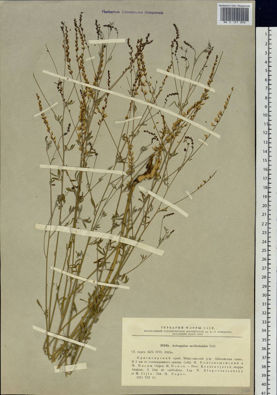 Astragalus melilotoides Pall., Siberia, Altai & Sayany Mountains (S2) (Russia)