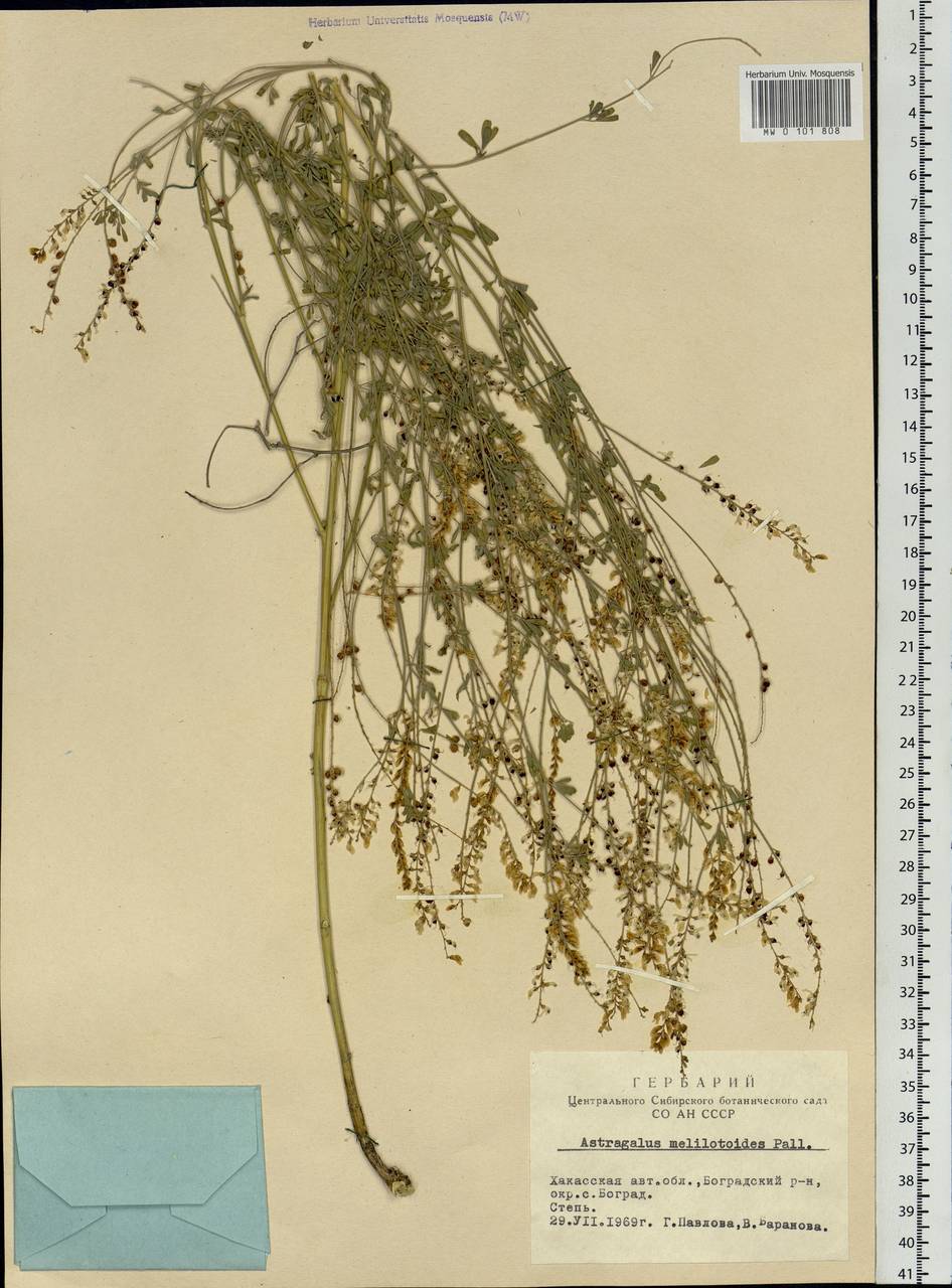 Astragalus melilotoides Pall., Siberia, Altai & Sayany Mountains (S2) (Russia)