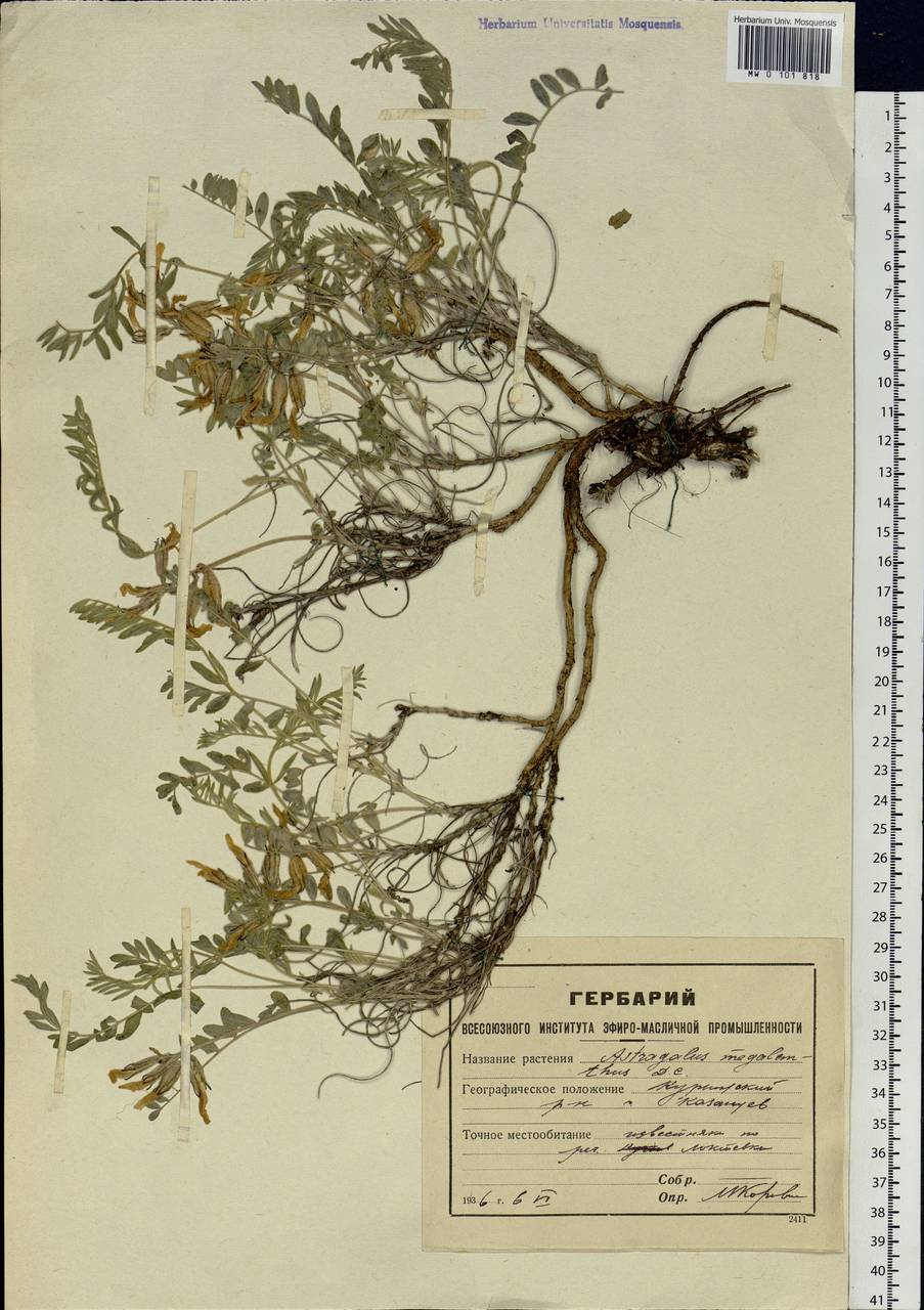 Astragalus megalanthus DC., Siberia, Altai & Sayany Mountains (S2) (Russia)