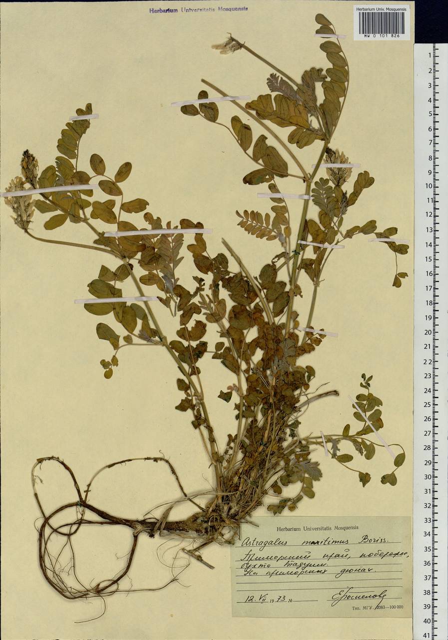 Astragalus marinus A. Boriss., Siberia, Russian Far East (S6) (Russia)