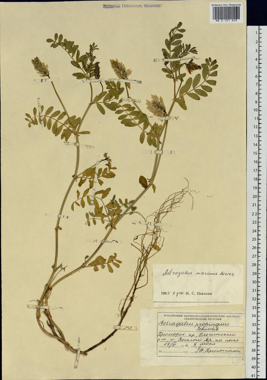 Astragalus marinus Boriss., Siberia, Russian Far East (S6) (Russia)