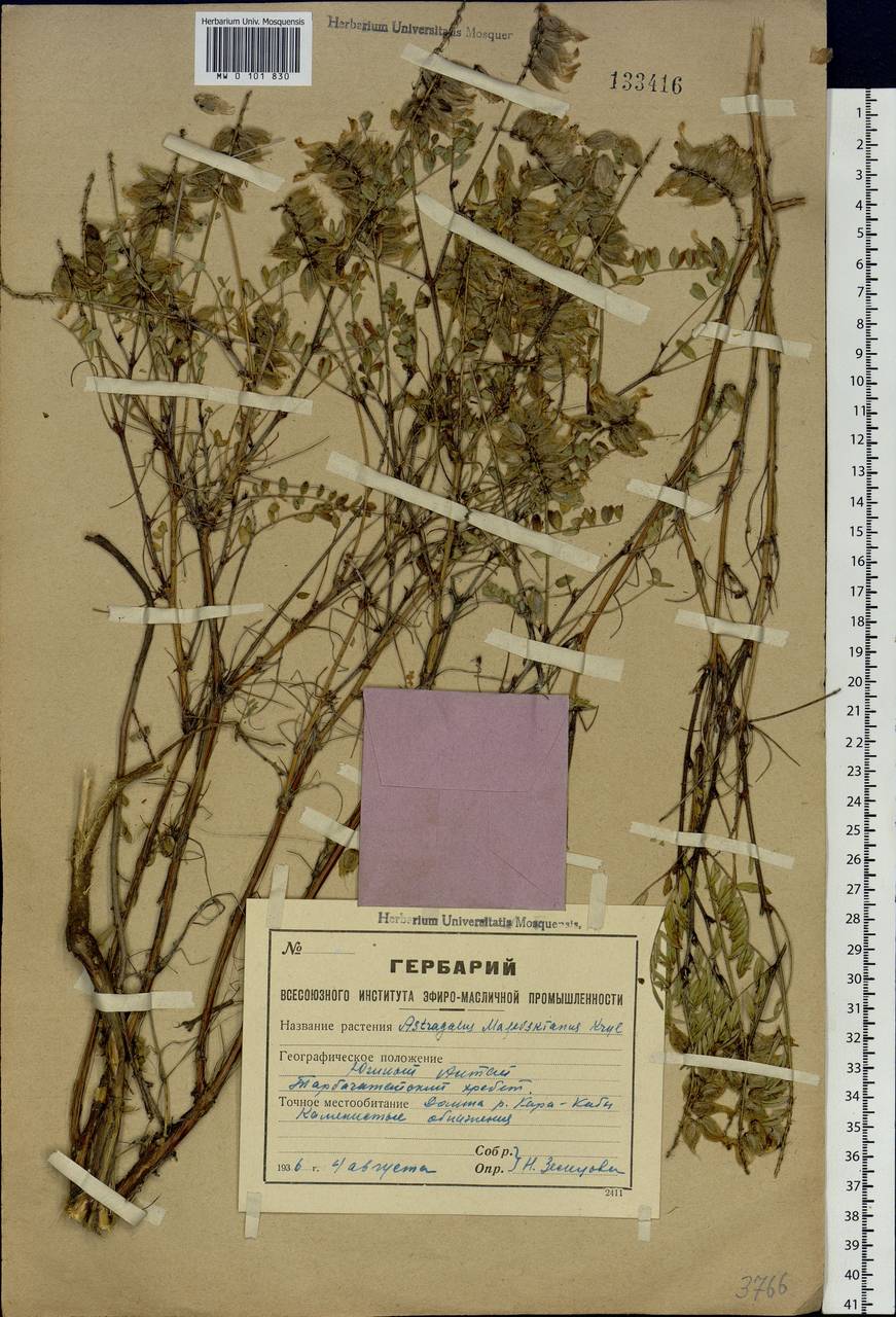 Astragalus majevskianus Krylov, Siberia, Western (Kazakhstan) Altai Mountains (S2a) (Kazakhstan)
