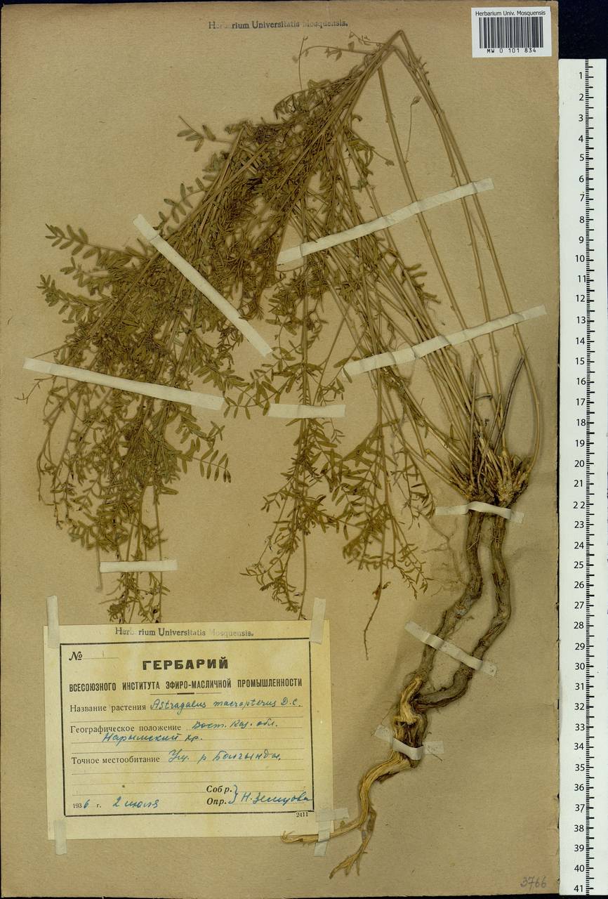 Astragalus leptostachys Pall., Siberia, Western (Kazakhstan) Altai Mountains (S2a) (Kazakhstan)