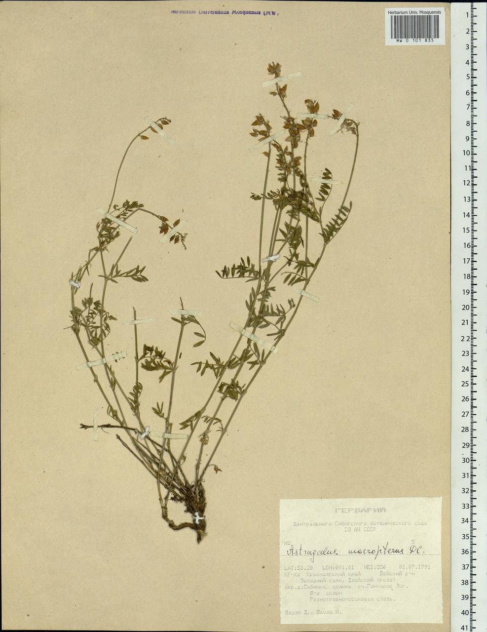 Astragalus leptostachys Pall., Siberia, Altai & Sayany Mountains (S2) (Russia)