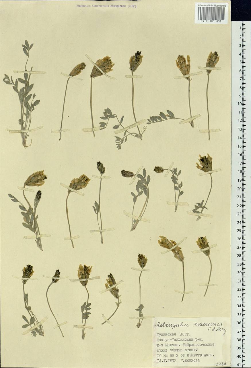 Astragalus macrolobus M.Bieb., Siberia, Altai & Sayany Mountains (S2) (Russia)