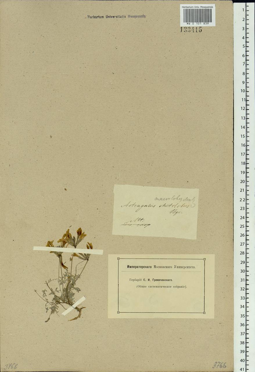 Astragalus macrolobus M. Bieb., Siberia, Altai & Sayany Mountains (S2) (Russia)