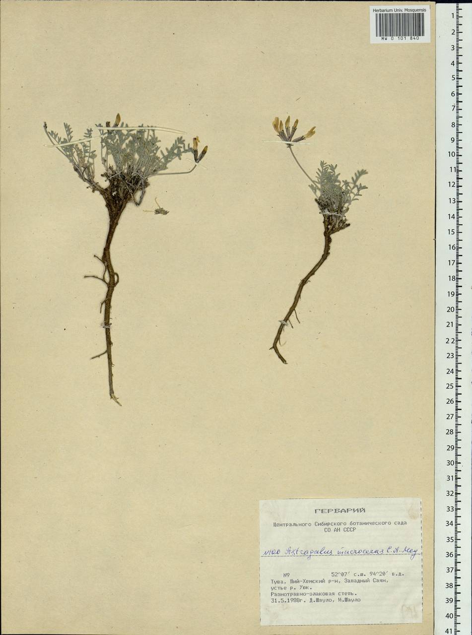 Astragalus macrolobus M. Bieb., Siberia, Altai & Sayany Mountains (S2) (Russia)