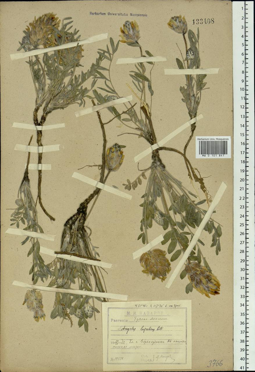 Astragalus lupulinus Pall., Siberia, Baikal & Transbaikal region (S4) (Russia)