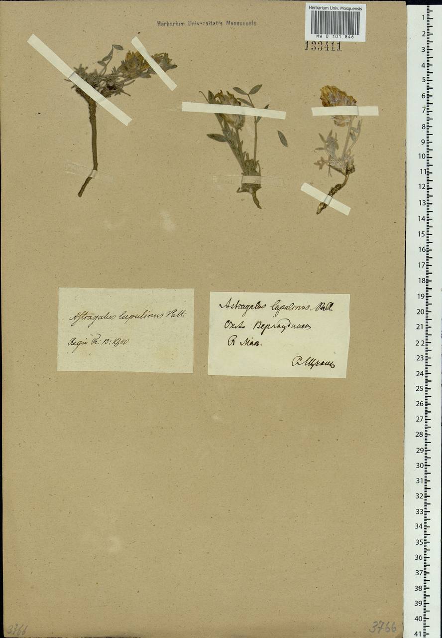 Astragalus lupulinus Pall., Siberia, Baikal & Transbaikal region (S4) (Russia)