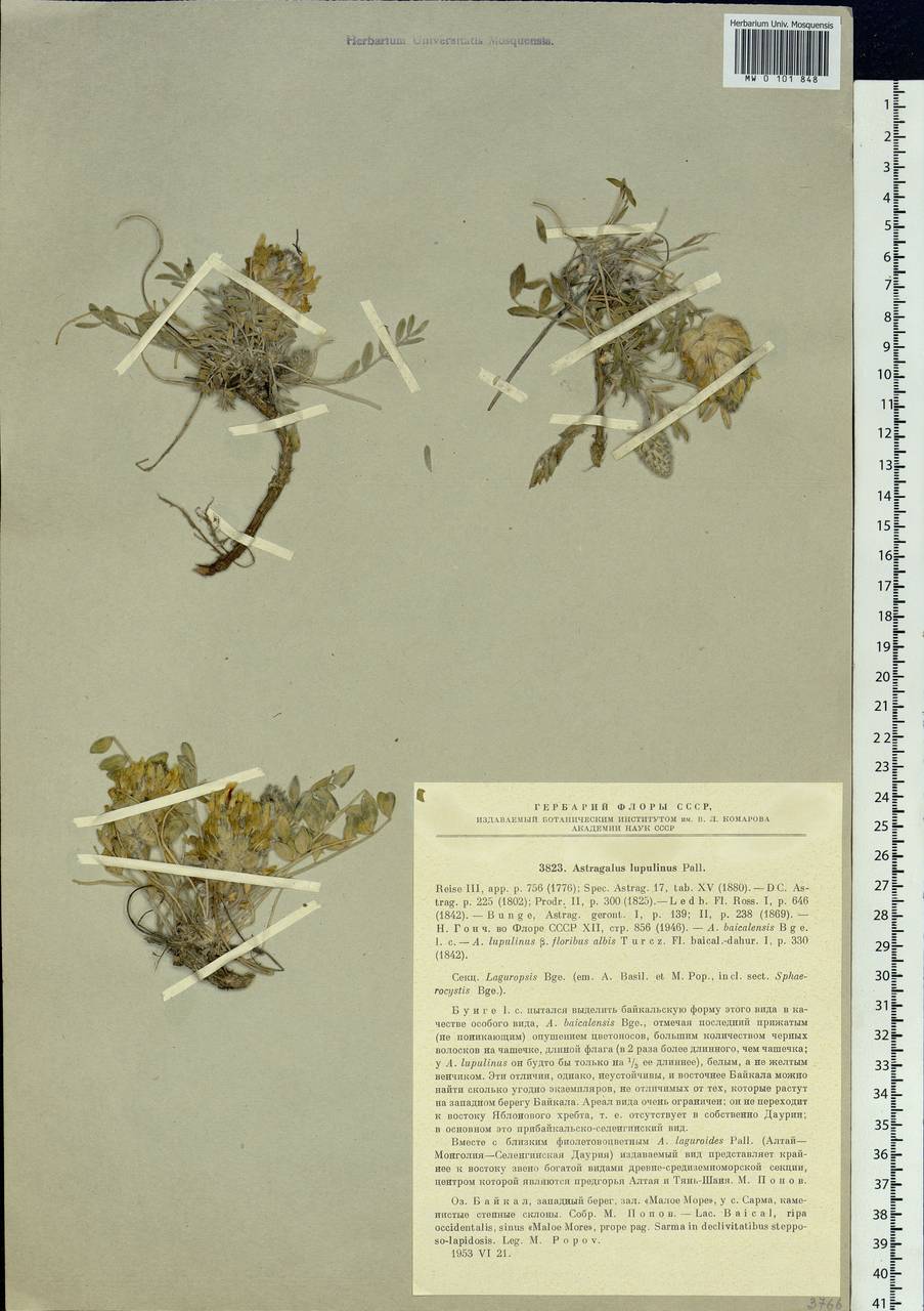 Astragalus lupulinus Pall., Siberia, Baikal & Transbaikal region (S4) (Russia)