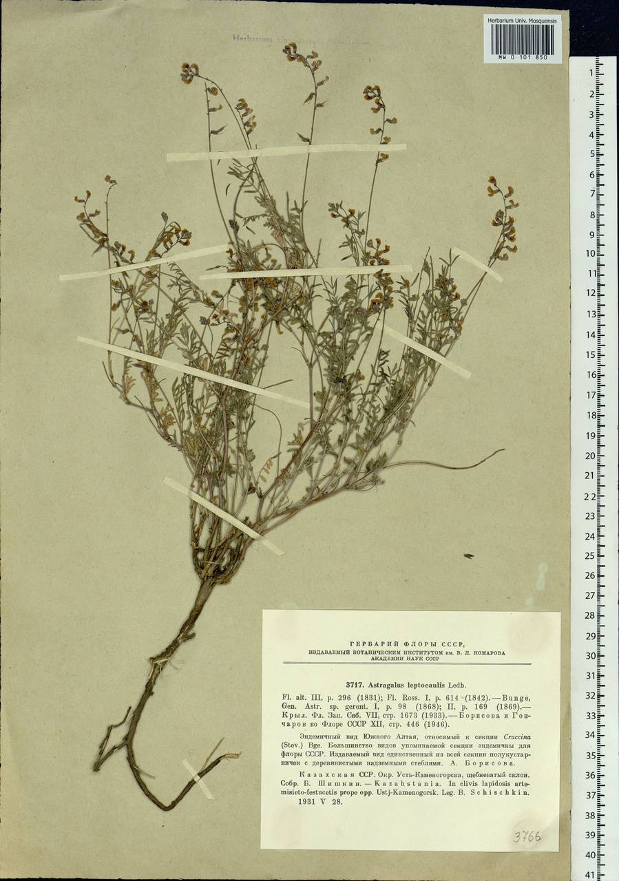 Astragalus leptocaulis Ledeb., Siberia, Western (Kazakhstan) Altai Mountains (S2a) (Kazakhstan)