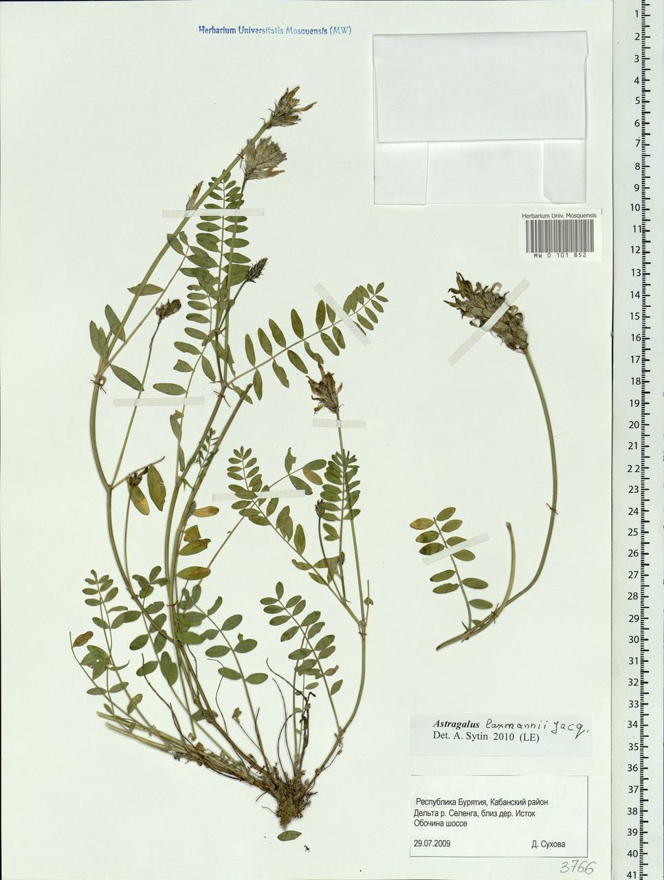 Astragalus laxmannii, Siberia, Baikal & Transbaikal region (S4) (Russia)
