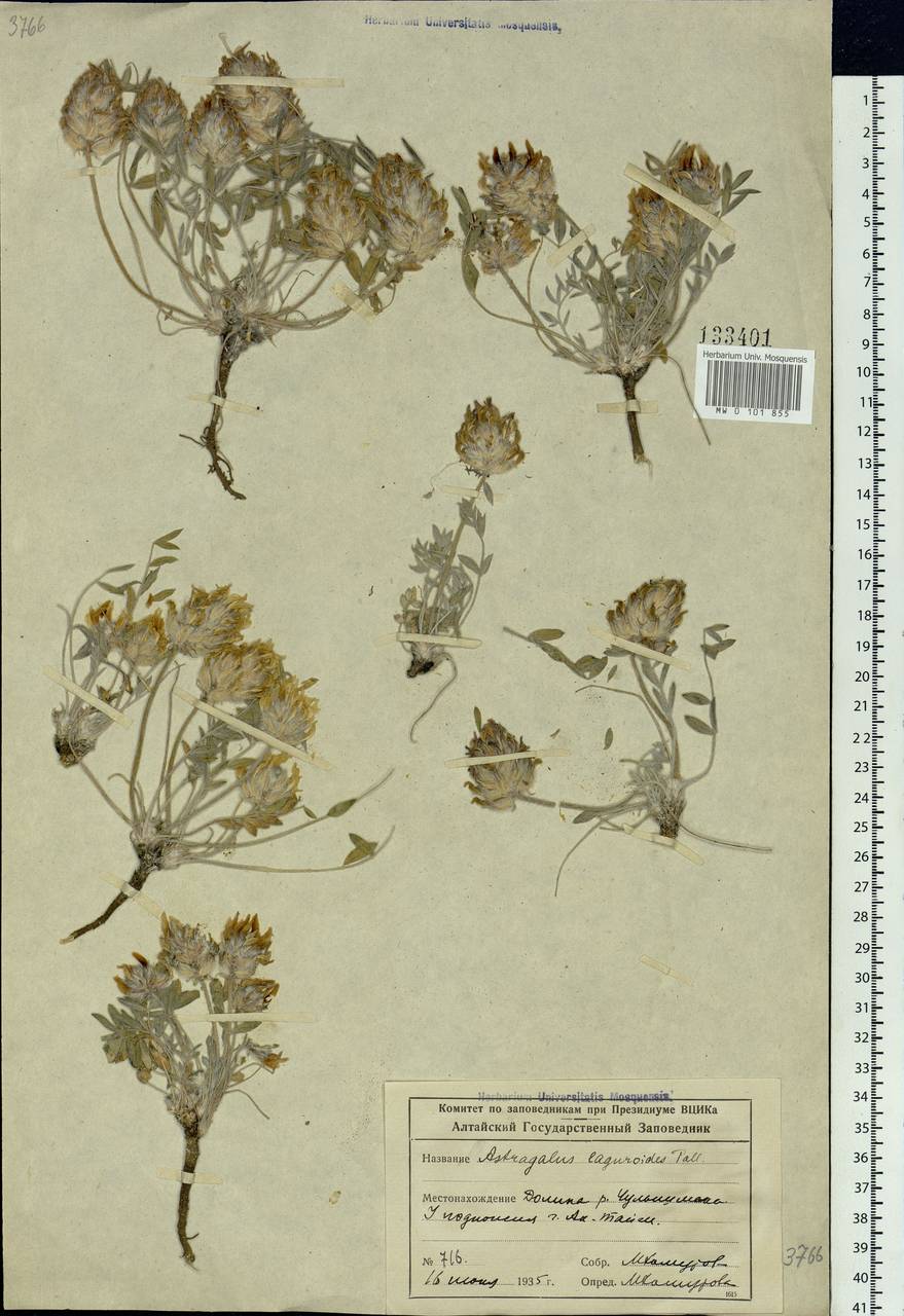 Astragalus laguroides Pall., Siberia, Altai & Sayany Mountains (S2) (Russia)