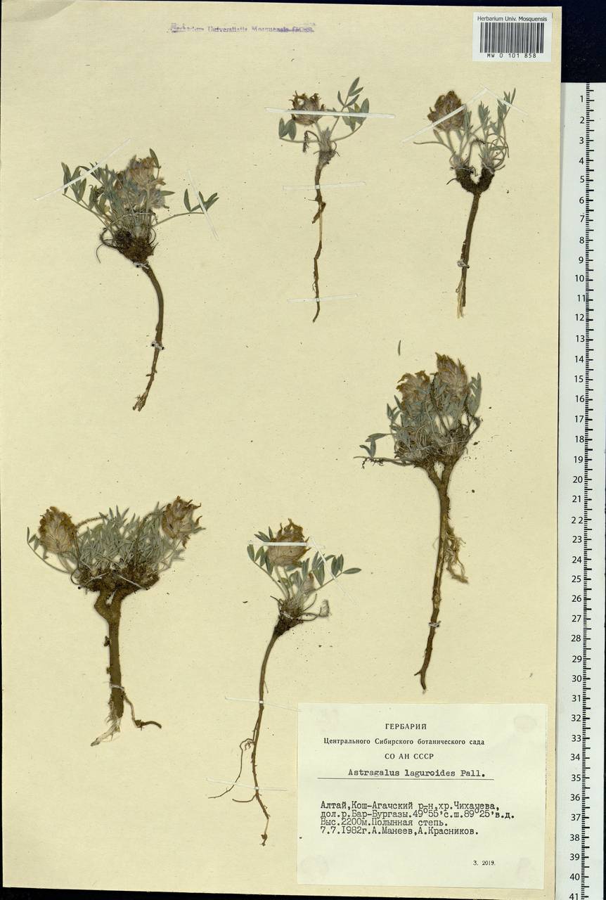 Astragalus laguroides Pall., Siberia, Altai & Sayany Mountains (S2) (Russia)